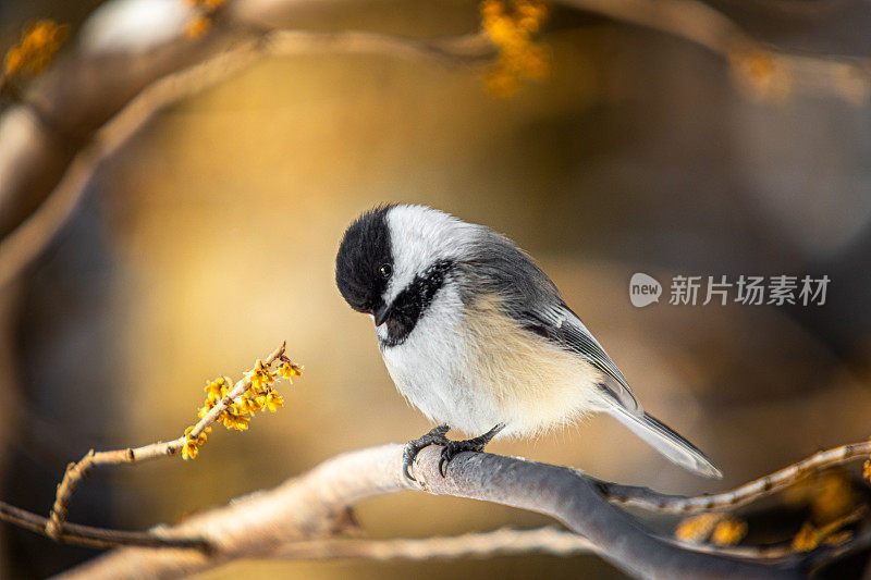 黑头山雀(Poecile atricapillus)，黑帽山雀，Cabecinegro。